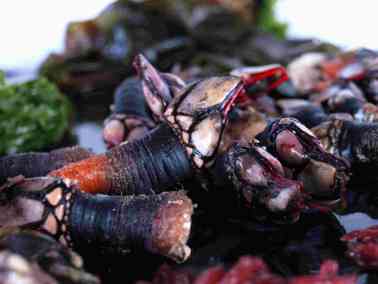Comprar percebes gallegos online